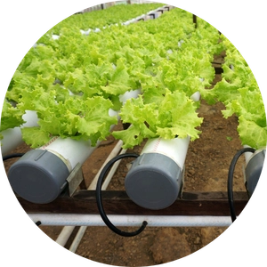 agriculture image
